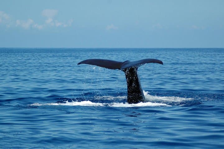 Madeira Catamaran Dolphin & Whale Watching from Funchal photo 3
