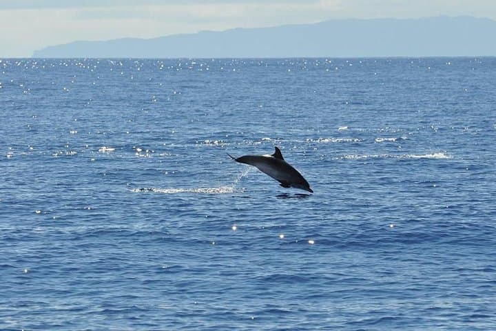 Madeira Catamaran Dolphin & Whale Watching from Funchal photo 4