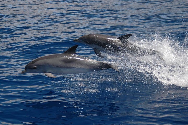 Madeira Catamaran Dolphin & Whale Watching from Funchal photo 5