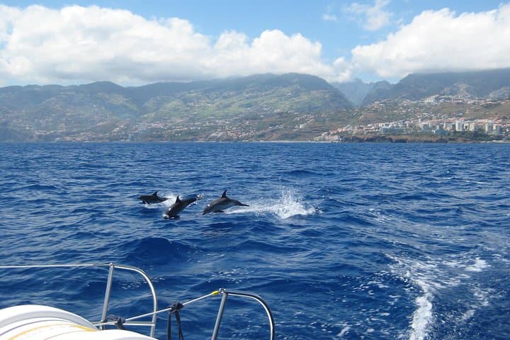 Madeira Catamaran Dolphin & Whale Watching from Funchal photo 6