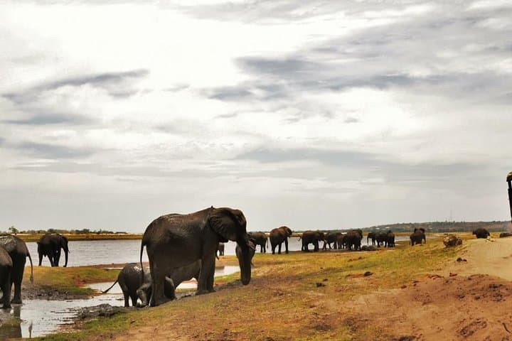 Chobe Day Trip: River Safari and Afternoon Game Drive from Livingstone photo 3