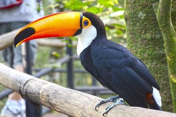 Iguassu Falls in Three Days: Private Tours, Brazilian Views & Bird Park photo 6