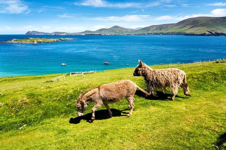 Private Dingle & Slea Head Tour with Accredited Guide — Wild Atlantic Way Drive photo 5