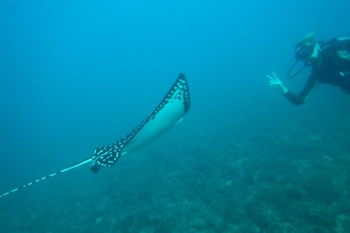 Discover Scuba Diving at the Catalinas — Beginner Guided Dives from Tamarindo