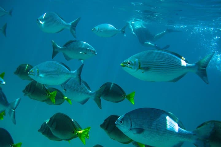 Snorkel Chileno Bay & Santa Maria Cove — Los Cabos Guided Snorkeling Tour photo 4