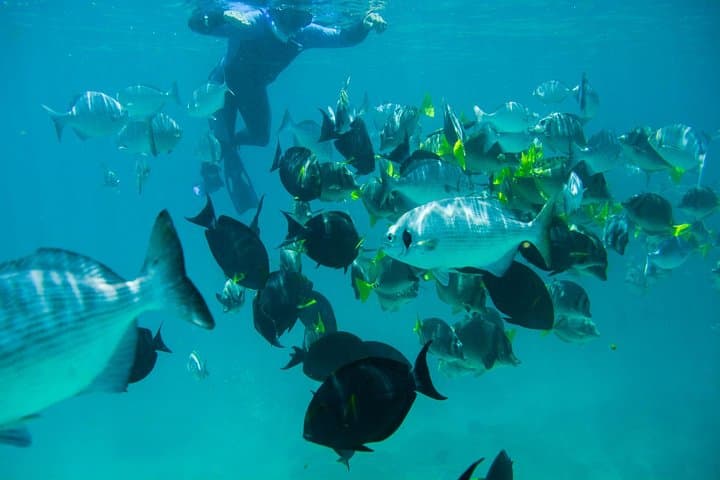 Snorkel Chileno Bay & Santa Maria Cove — Los Cabos Guided Snorkeling Tour photo 2