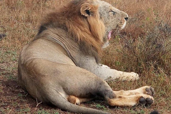 Explore Nairobi National Park: Urban Wildlife Safari and Conservation Experience photo 4