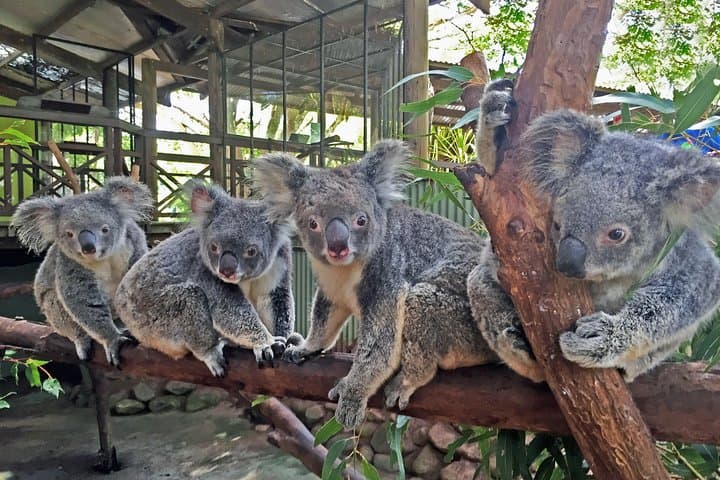 Kuranda Rainforestation Nature Park Ticket Guide — Army Duck, Pamagirri & Wildlife Park