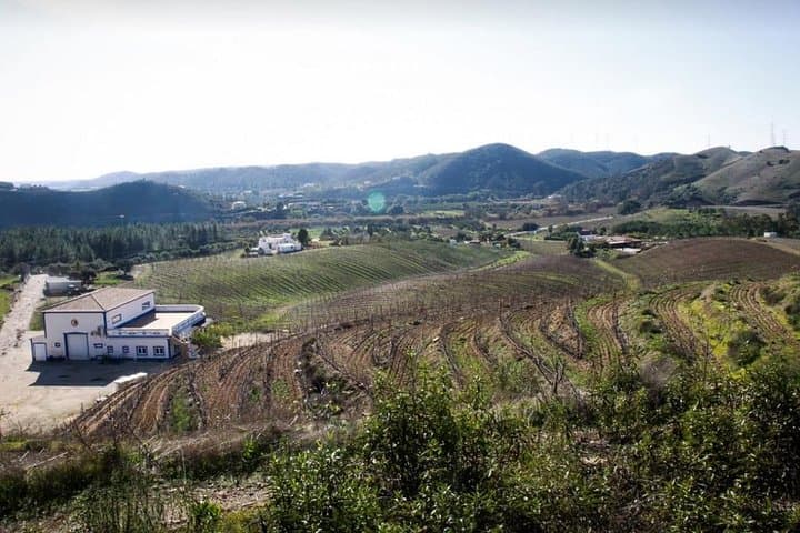 Monchique Premium Gastronomic Mountain Tour — Wine, Olive Oil & Medronho Tasting photo 1