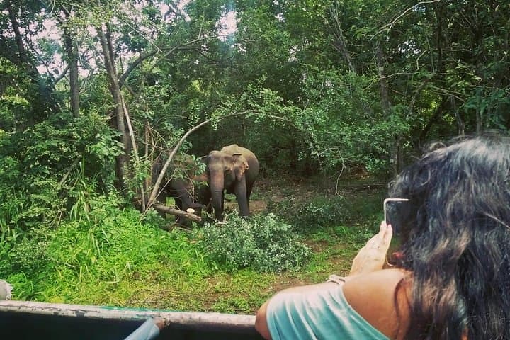 Private Sigiriya & Dambulla Day Tour from Kandy with Minneriya Safari and Lunch photo 2