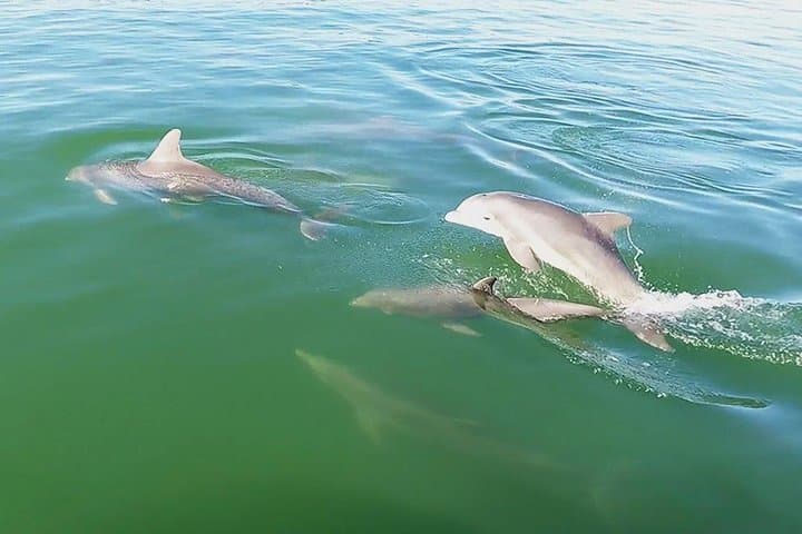 Shell Key Dolphin Cruise & Snorkel from Tierra Verde — 2-Hour Small-Group Experience photo 6