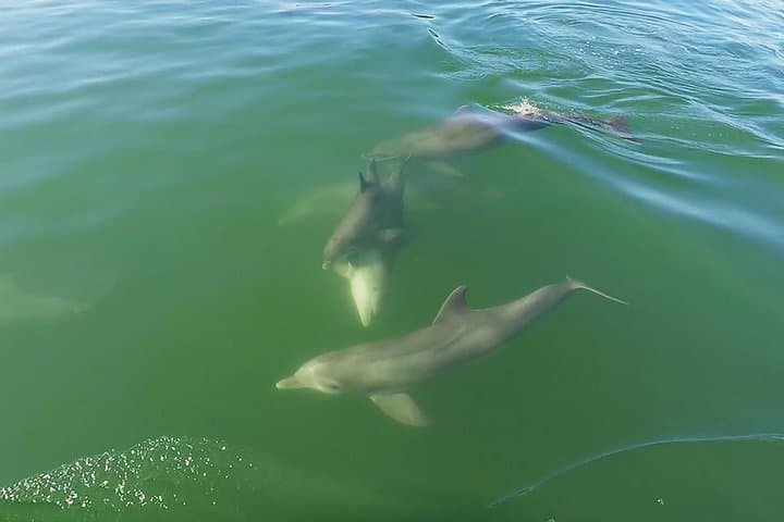 Shell Key Dolphin Cruise & Snorkel from Tierra Verde — 2-Hour Small-Group Experience photo 5