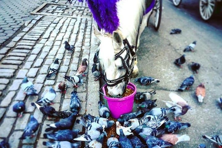 Central Park Horse-Drawn Carriage Ride (50 min) from Columbus Circle photo 6