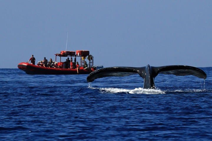 Maui Raft Whale-Watching from Kihei: High-Speed Humpback Tours with Hydrophone photo 4