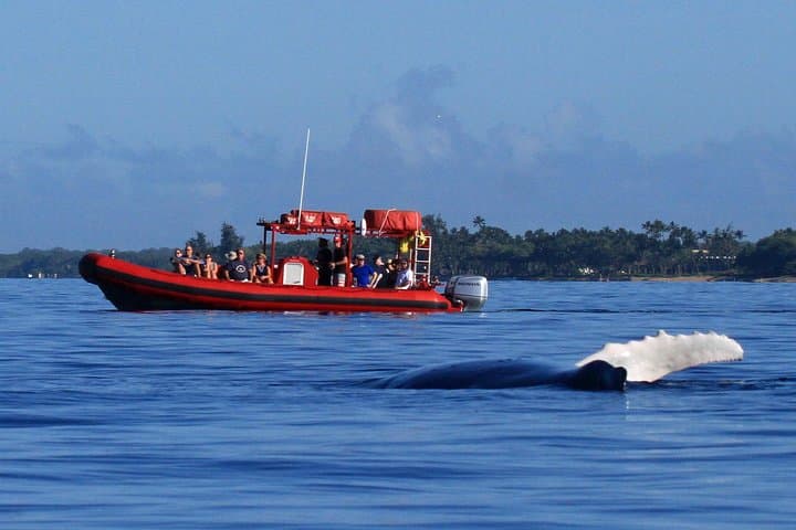 Maui Raft Whale-Watching from Kihei: High-Speed Humpback Tours with Hydrophone
