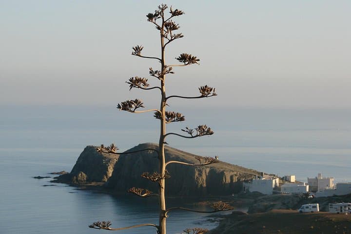 Cabo de Gata Natural Park: Full-Day Coastal Tour from Roquetas & Almería photo 2