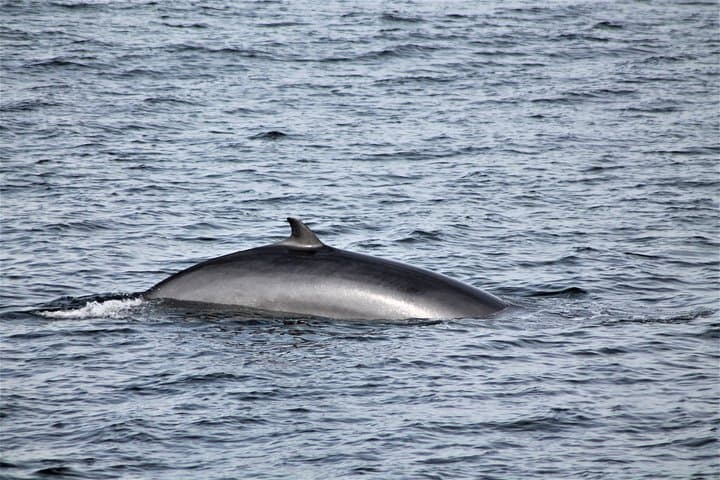 Whale Watching from Reykjavík: Guided Boat Tours in Faxaflói Bay photo 2