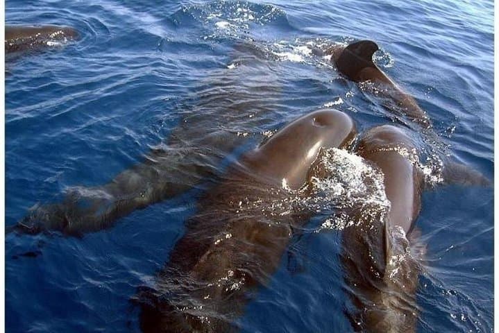 Half-Day Catamaran Whale & Dolphin Watching Cruise from Puerto Colón to Masca Bay photo 3