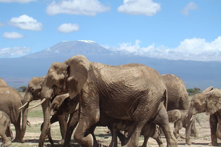 Amboseli National Park Day Safari: Kilimanjaro Views & Giant Elephants
