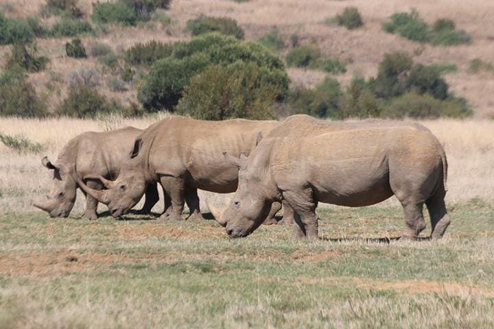 Pilanesberg Game Drive: Big Five Safari from Pretoria with Lunch photo 2