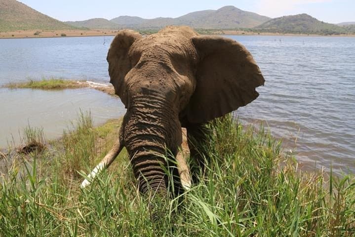 Pilanesberg Game Drive: Big Five Safari from Pretoria with Lunch