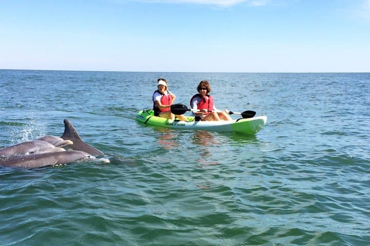 Dolphin Kayak Eco-Tour in Virginia Beach — Small-Group Chesapeake Bay Paddle