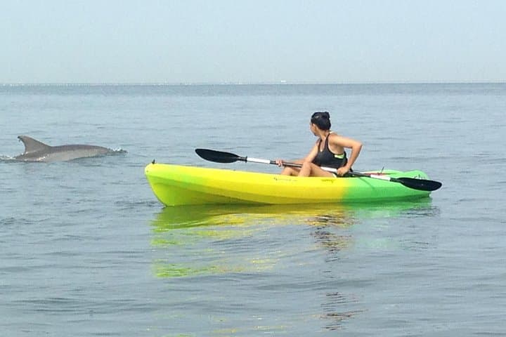 Dolphin Kayak Eco-Tour in Virginia Beach — Small-Group Chesapeake Bay Paddle photo 2