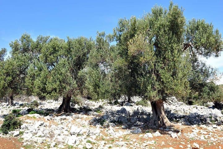 Explore Pag Island: Private Day Trip from Zadar to Cheese, Salt & Lace photo 2