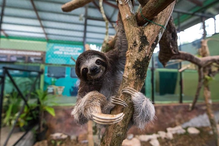 Gamboa Rainforest Experience: Aerial Tram & Wildlife near the Panama Canal