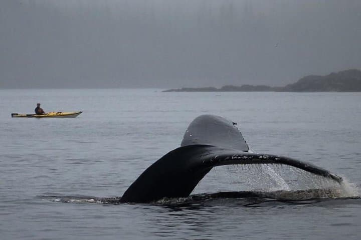 Ketchikan Kayak Eco-Tour: Paddle Through Alaska’s Rainforest Isles and Wildlife photo 3