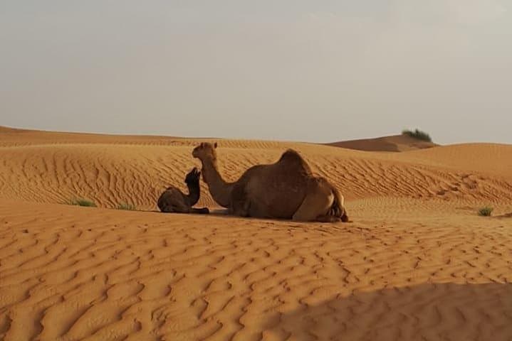 Morning Dubai Desert Safari: Dune Bashing, Camel Rides & Sandboarding photo 2
