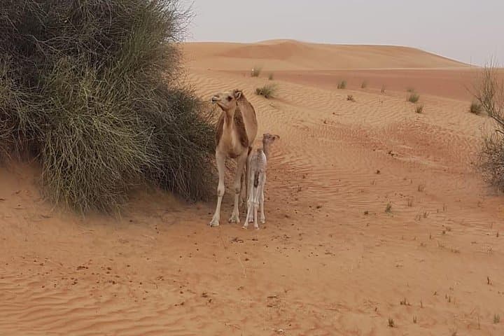 Morning Dubai Desert Safari: Dune Bashing, Camel Rides & Sandboarding photo 3