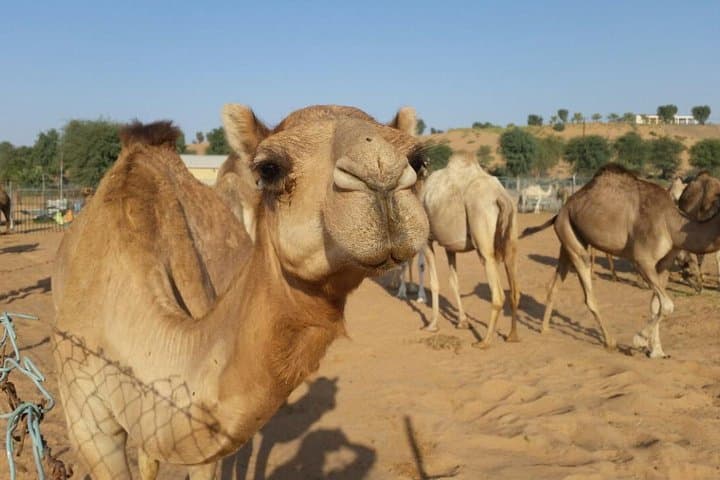 Morning Dubai Desert Safari: Dune Bashing, Camel Rides & Sandboarding