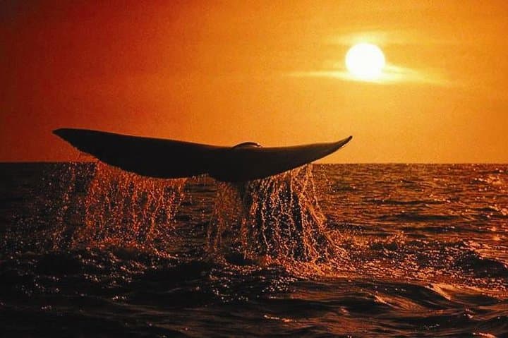 Whale Concert: Sunset Hydrophone Humpback Experience in San José del Cabo