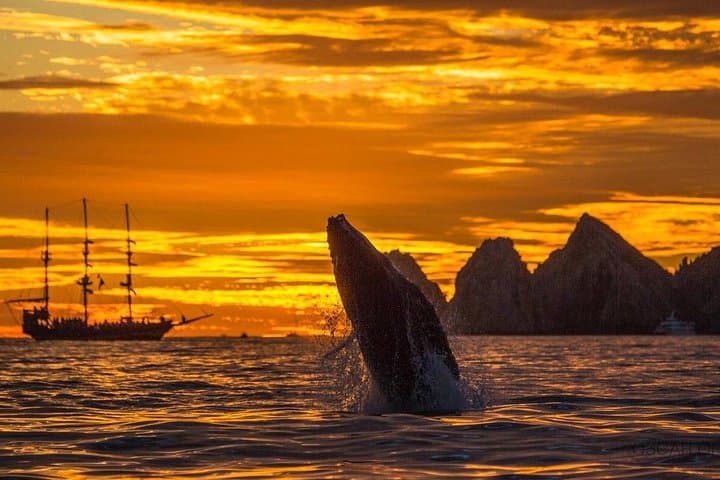 Whale Concert: Sunset Hydrophone Humpback Experience in San José del Cabo photo 2