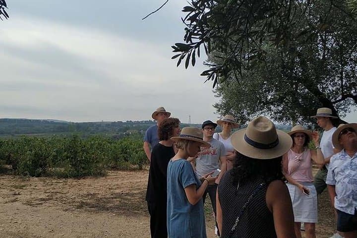Private Penedès Wine & Cava Tasting Tour from Barcelona (Hotel Pickup)