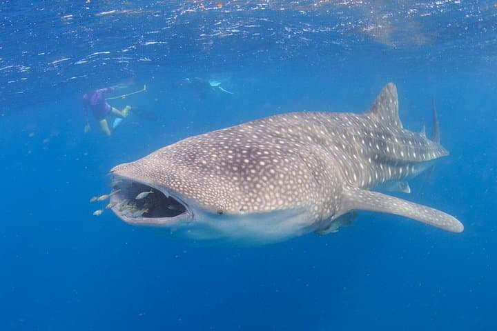 Swim with Whale Sharks at Coral Bay — Ningaloo Reef Safari photo 3
