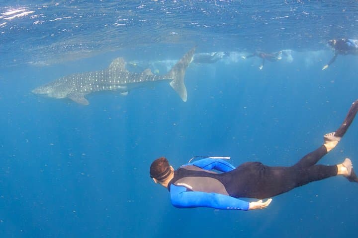 Swim with Whale Sharks at Coral Bay — Ningaloo Reef Safari photo 4