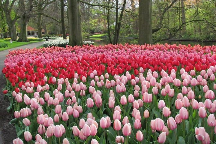 Private Keukenhof Day Trip from Amsterdam — Skip-the-Line Entrance & Guided Visit photo 1