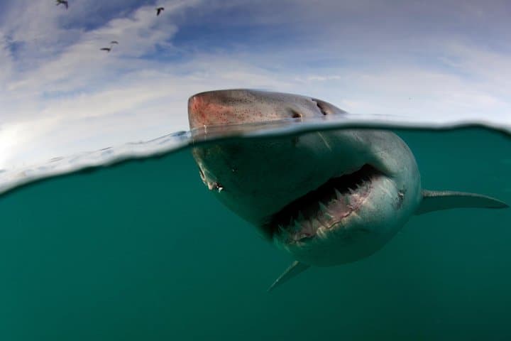 Face-to-Fin Shark Cage Diving in Cape Town's False Bay photo 3