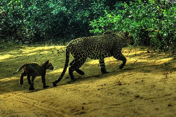 Anuradhapura & Wilpattu Safari: Private Full-Day from Colombo photo 2