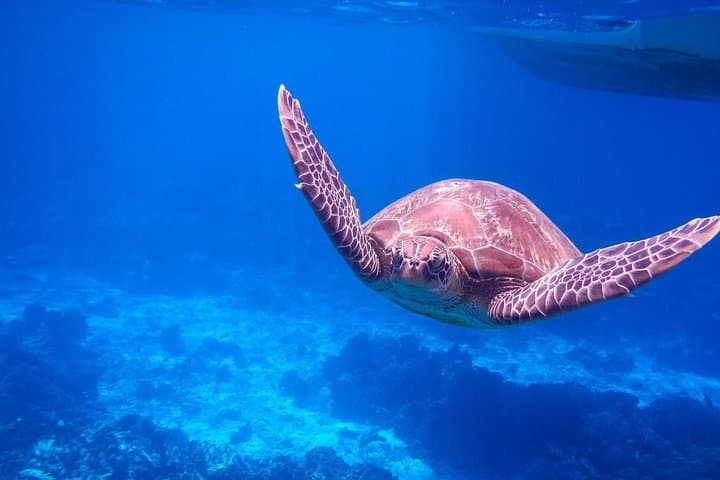 Similan Islands Full-Day Snorkeling Adventure from Khao Lak by Speedboat photo 2