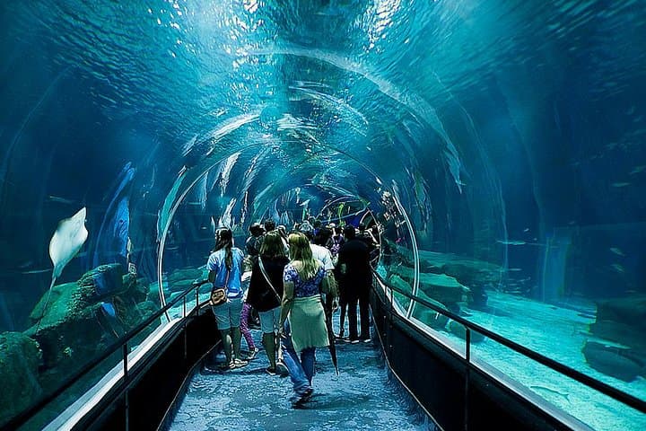 AquaRio Guided Tour with Transfer — Skip-the-Line Rio Aquarium Experience