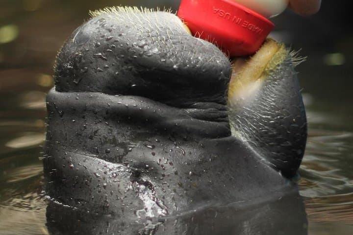 Amazon Rescue Center (Iquitos): Manatee Conservation Visit and Rehabilitation Tour
