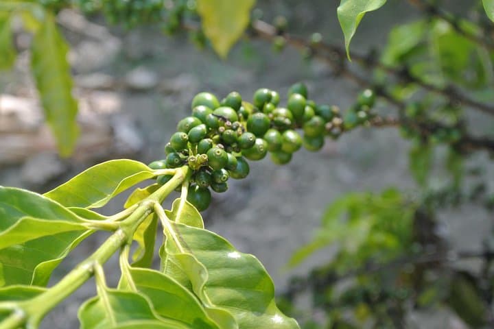 Islabón Ecological Park and Yasica River Boat Ride — Puerto Plata Day Tour photo 4