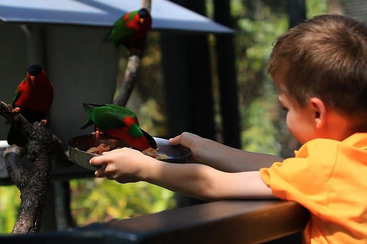 Be a Kula Park Ranger for a Day: Behind-the-Scenes Wildlife Experience in Fiji photo 1