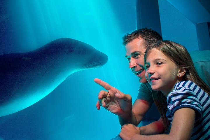 SEA LIFE Sunshine Coast Aquarium: Ocean Tunnel, Penguins & Seal Presentations photo 1