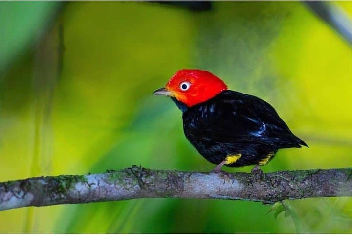 Drake Bay Morning Bird-Watching Tour — Osa Peninsula Guided Walk
