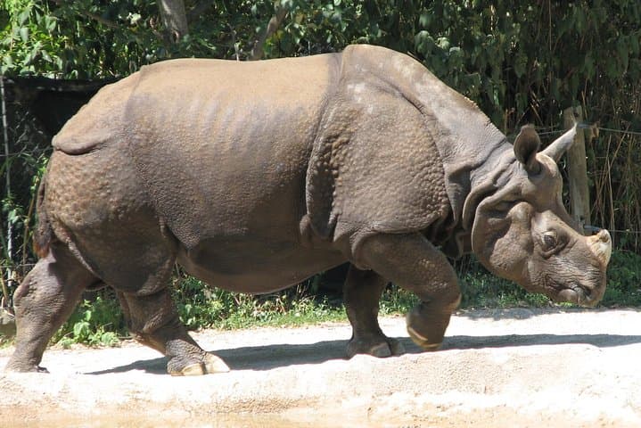 Private Day Trip to Jawalakhel Central Zoo in Kathmandu photo 4