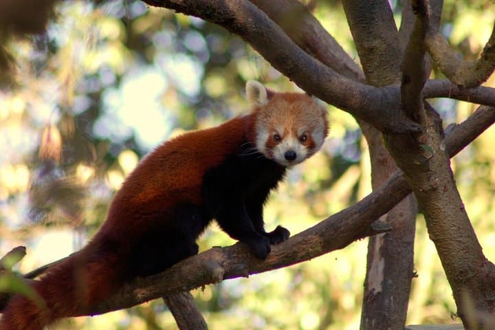 Private Day Trip to Jawalakhel Central Zoo in Kathmandu photo 5